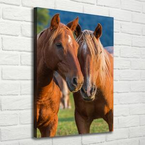 Vászonkép Két ló