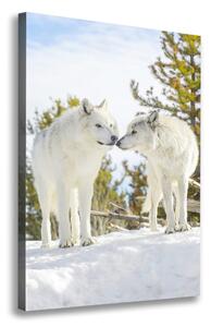 Vászonkép Két fehér farkas