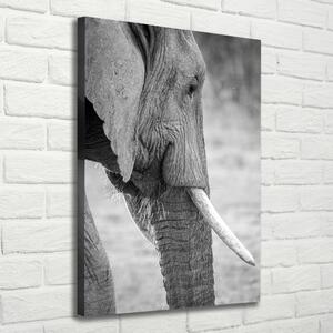 Vászonkép Elefánt