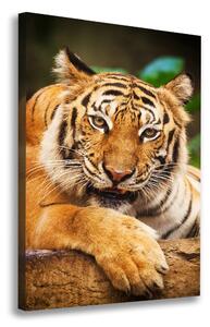 Vászonkép Bengáli tigris