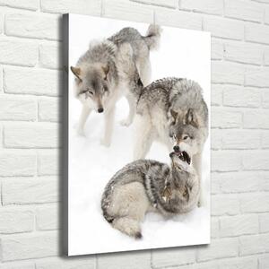 Vászonkép Szürke farkasok