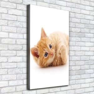 Vászonkép Kis gyömbér macska
