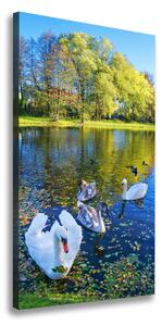 Vászonkép Swans a tó