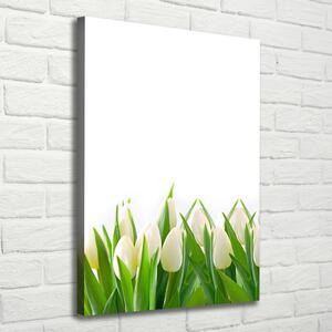 Vászonkép nyomtatás Fehér tulipán