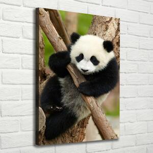 Vászonkép Panda egy fa
