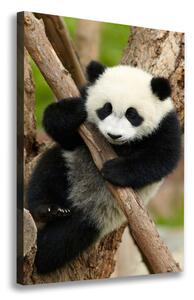 Vászonkép Panda egy fa