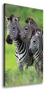 Vászonkép Három zebrák