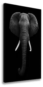 Vászonkép Afrikai elefánt