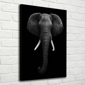 Vászonkép Afrikai elefánt
