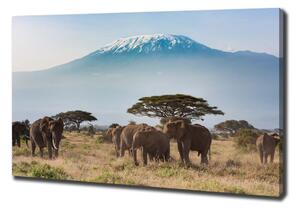 Vászonkép Elefántok kilimandzsáró