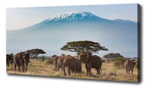 Vászonkép Elefántok kilimandzsáró