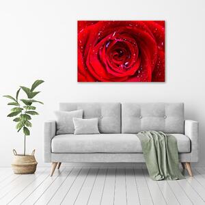 Vászonkép nyomtatás Rózsa virág