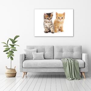 Vászonkép Brown és gyömbér macska