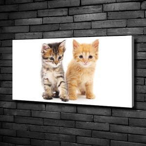 Vászonkép Brown és gyömbér macska