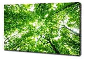 Vászonkép nyomtatás Zöld erdő