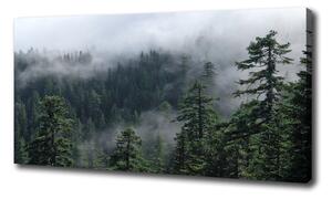 Feszített vászonkép Erdő köd