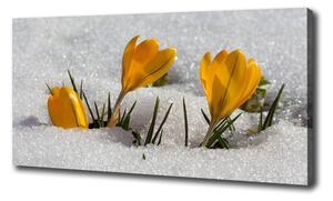 Vászonkép nyomtatás Crocus a hóban