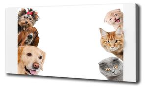 Vászonkép Kutyák és macskák