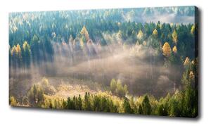 Feszített vászonkép Köd az erdőben