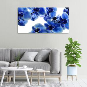 Vászonkép nyomtatás Kék orchidea
