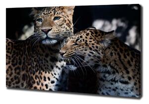 Vászonkép Két leopárd