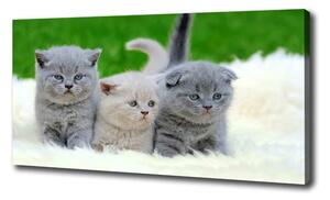 Vászonkép Három macskát egy takaró