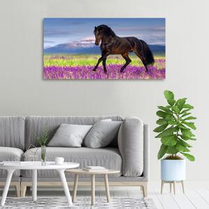 Vászonkép A ló egy levendula mező