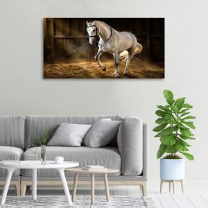 Vászonkép Fehér ló az istállóban