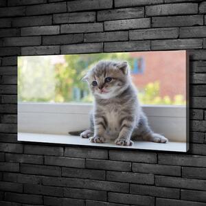 Vászonkép Kis macska az ablakban