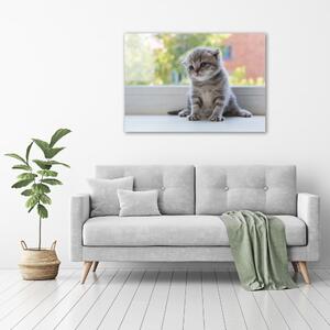 Vászonkép Kis macska az ablakban
