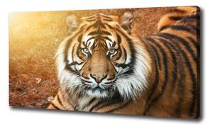 Vászonkép Bengáli tigris