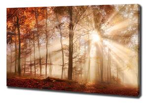 Feszített vászonkép Köd az erdőben ősszel