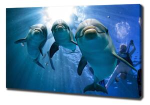 Vászonkép Három delfinek
