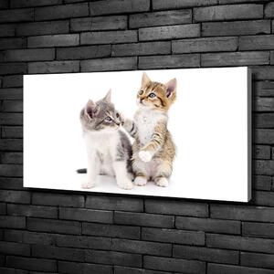 Vászonkép Két kis macska