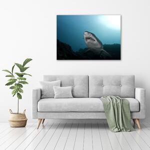 Vászonkép Nagy cápa
