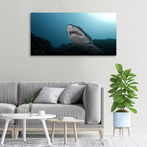 Vászonkép Nagy cápa