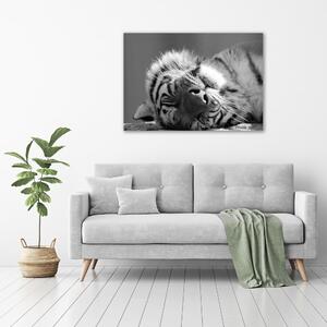 Vászonkép Alvó tigris