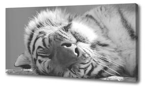 Vászonkép Alvó tigris