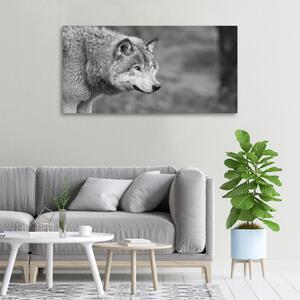 Vászonkép Szürke farkas