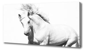 Vászonkép Fehér ló