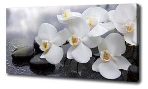 Vászonkép nyomtatás Orchidea