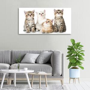 Vászonkép Kis macska