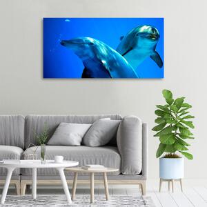 Vászonkép Két delfin