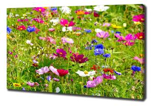Vászonkép nyomtatás Field virágok