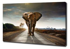 Vászonkép Séta elefánt