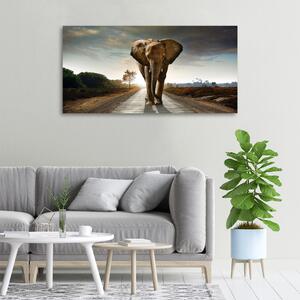 Vászonkép Séta elefánt