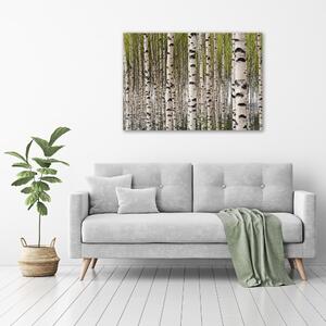 Vászonkép nyomtatás Nyírfa erdő