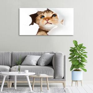 Vászonkép Macska a lyuk