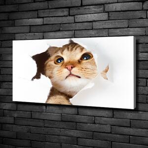 Vászonkép Macska a lyuk