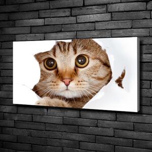 Vászonkép Macska